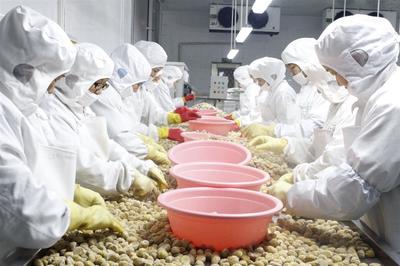 罗田板栗的新飞跃 9条自动化生产线助力传统美食晋级休闲食品